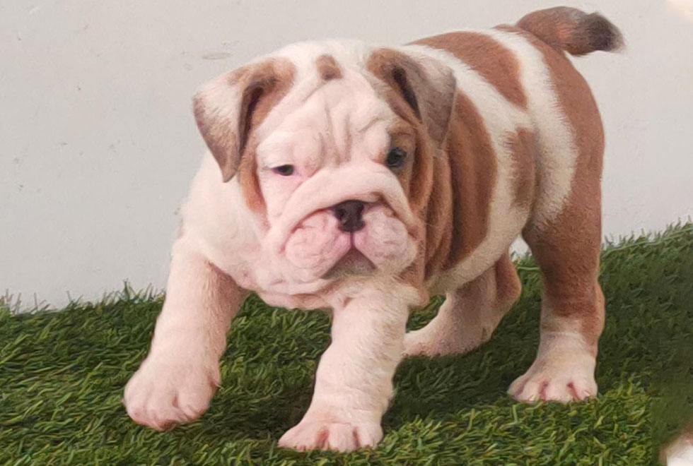 British Bulldog Puppy For Sale