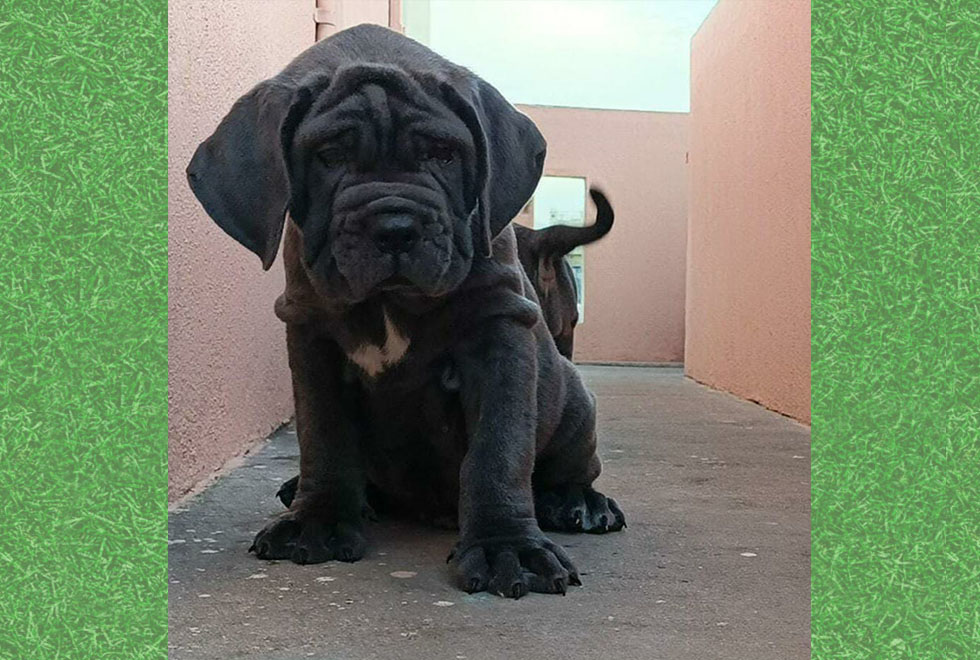 Cane Corso Puppies For Sale