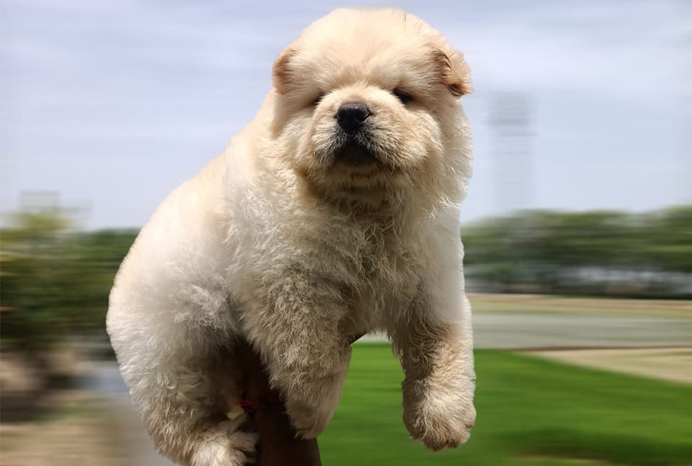 Chow Chow Puppy For Sale