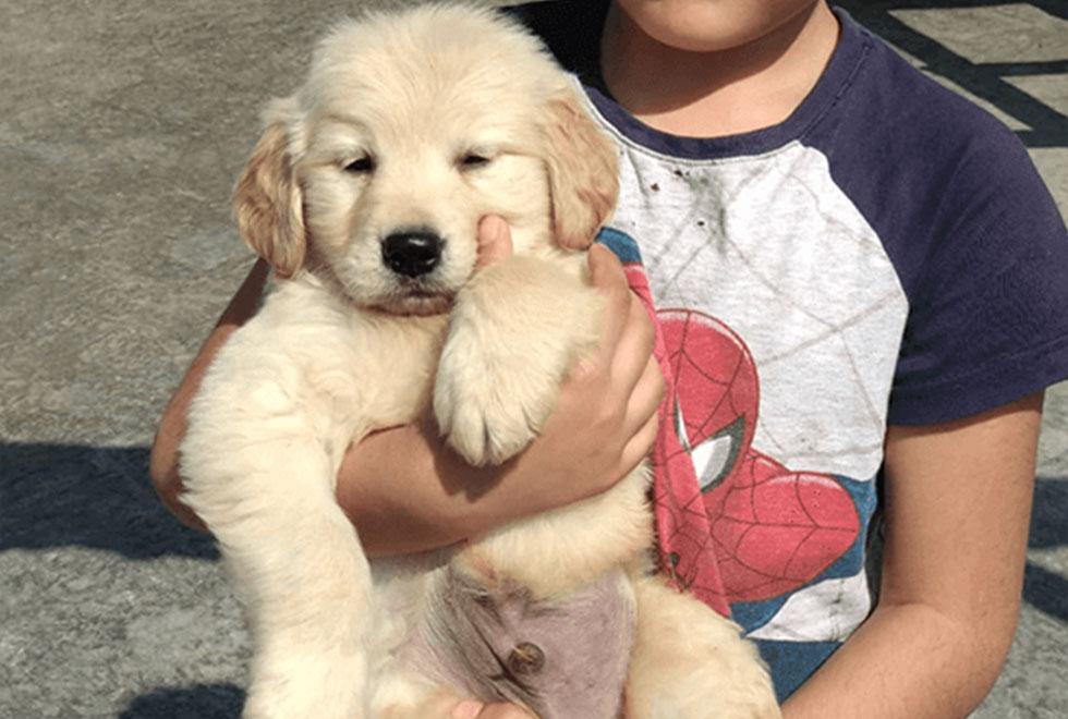 Golden Retriever Puppies