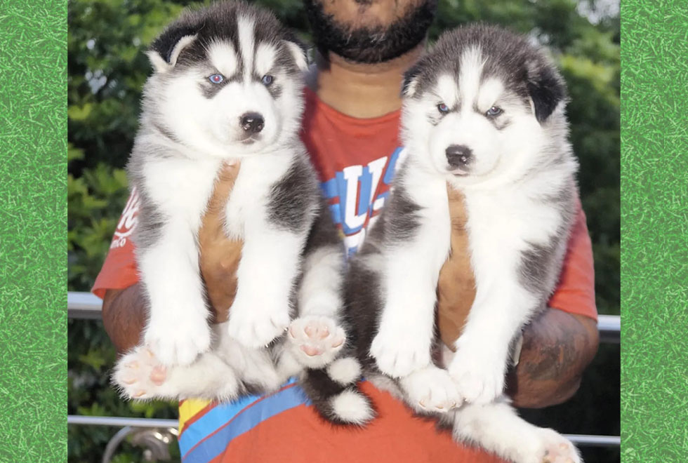 Siberian Husky Puppies For Sale