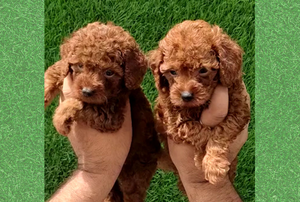 Toy Poodle Puppies