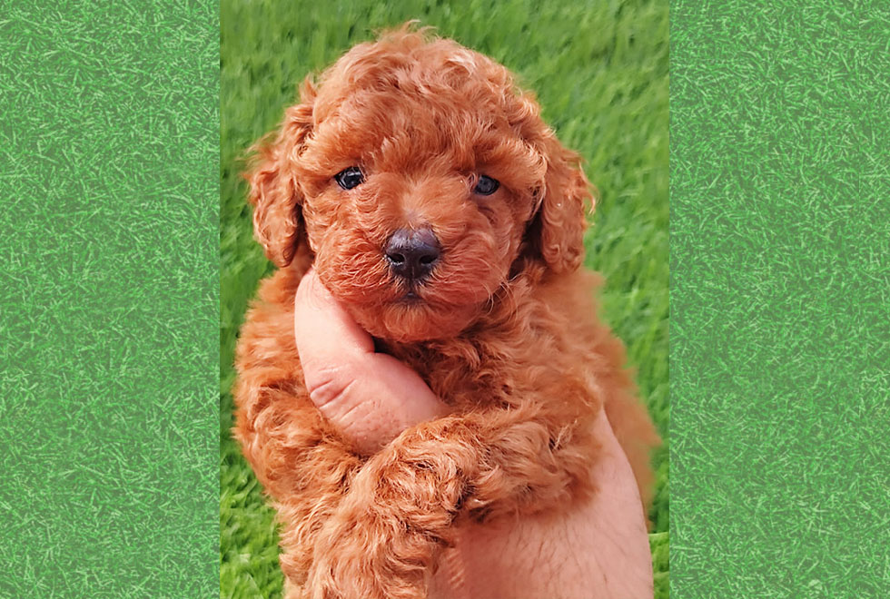 Toy Poodle Puppies For Sale