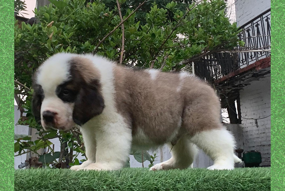 Saint Bernard Puppies